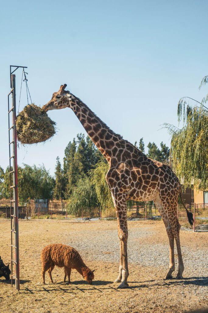 Zoológico Parque Safari